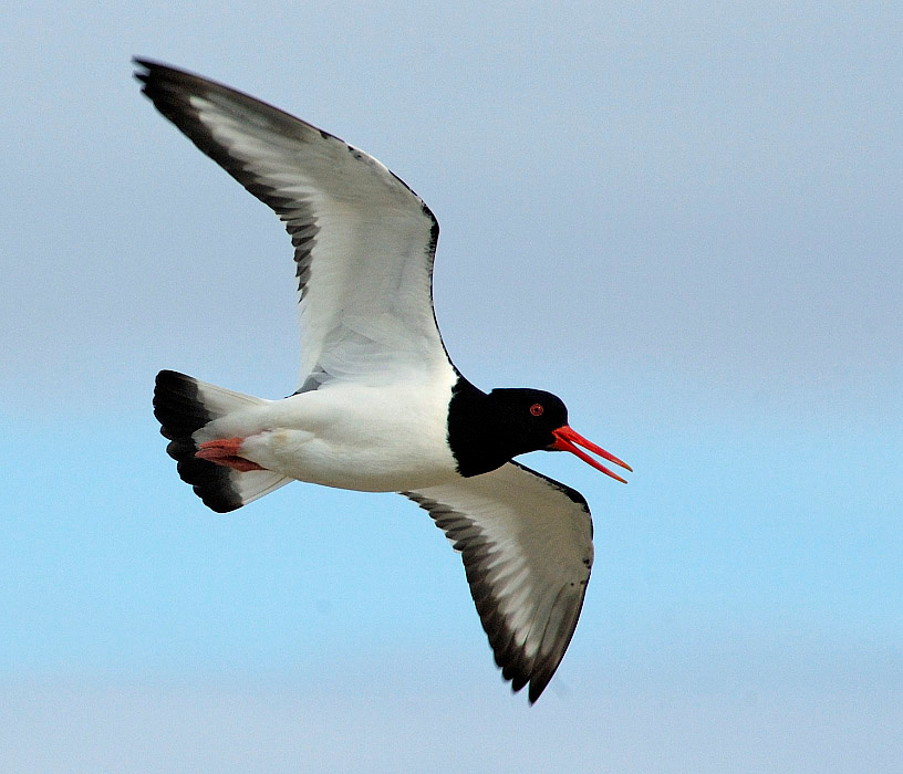 Крикун Кулик-сорока, Haematopus ostralegus, Eurasian Oystercatcher, Tobseda, Barents Sea, Arctic