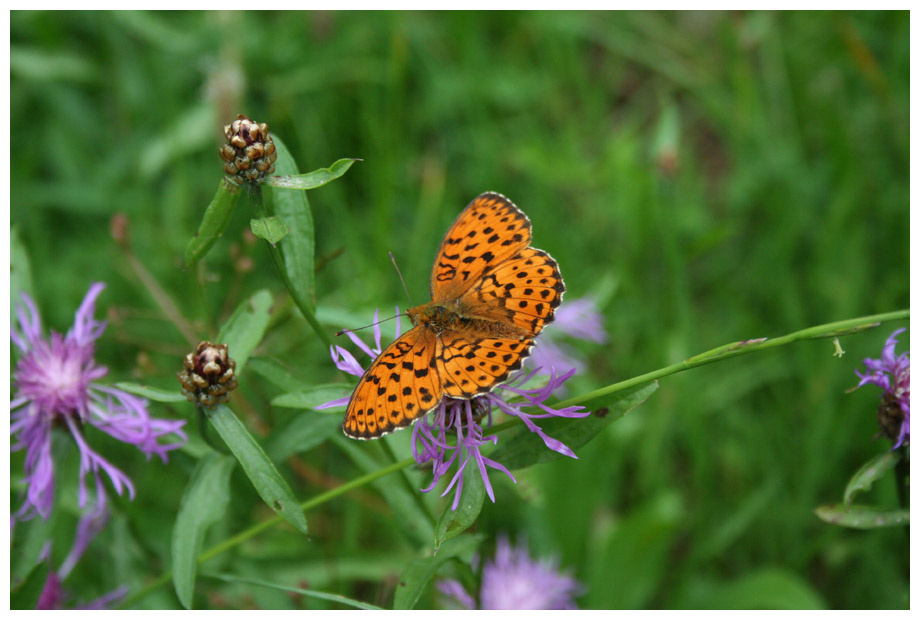 Бабочка франция france юра jura бабочка papillon