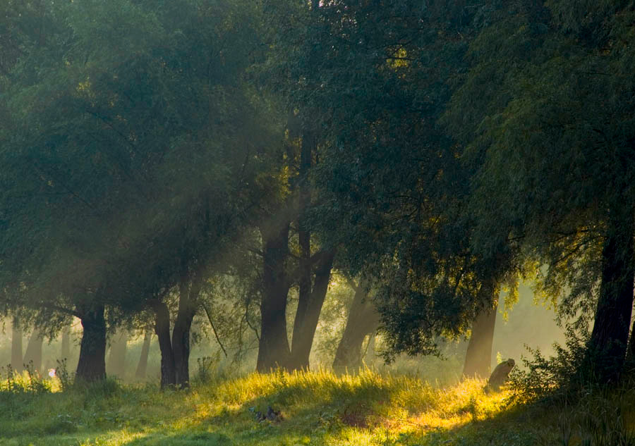 Утро утро, пейзаж, солнечные лучи