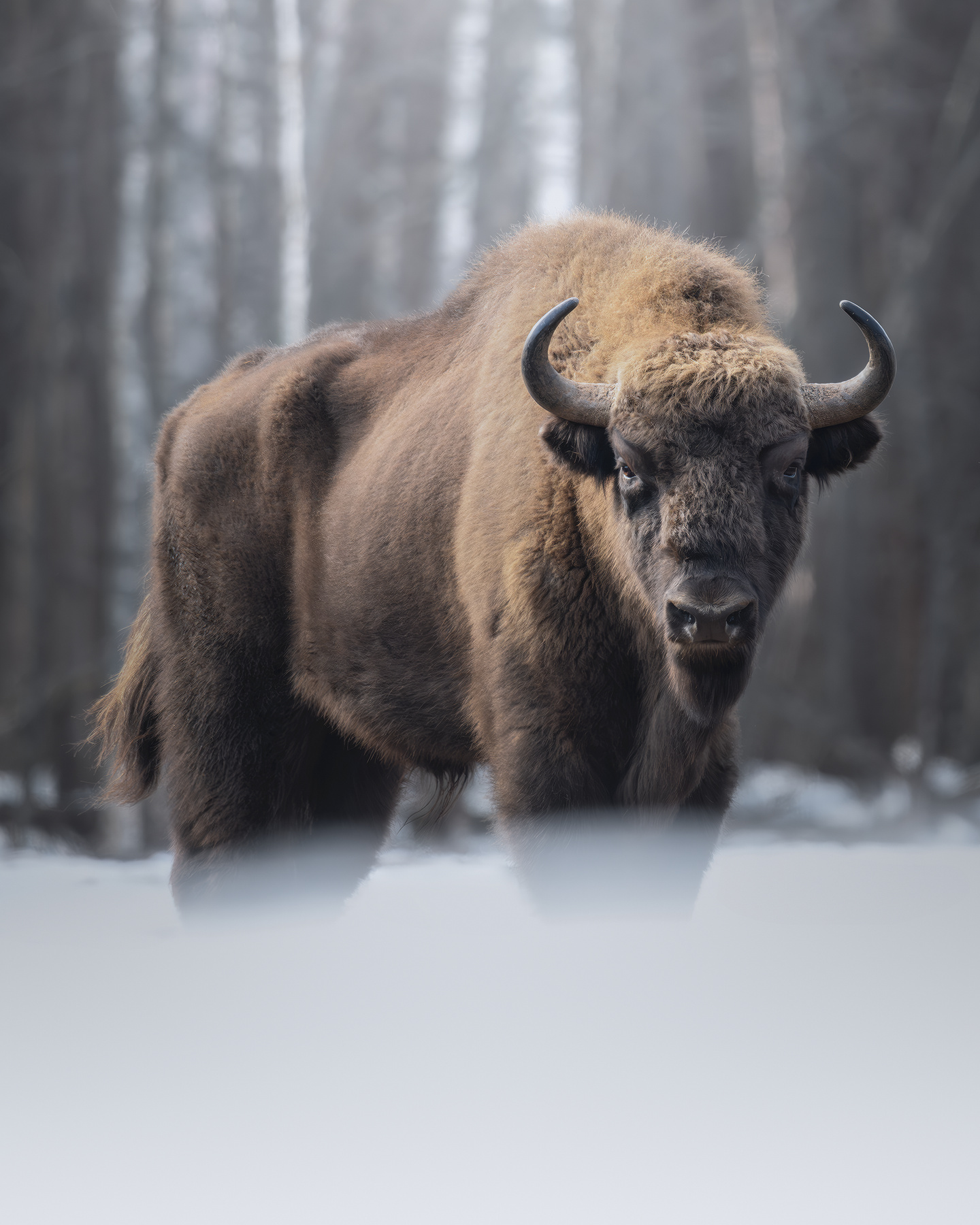 Европейский зубр (Bison bonasus) 