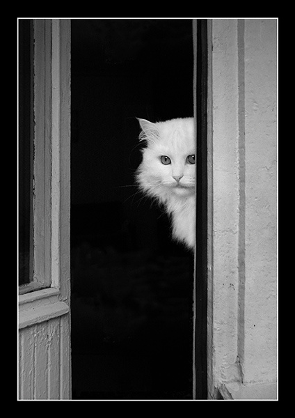 Тихон кот