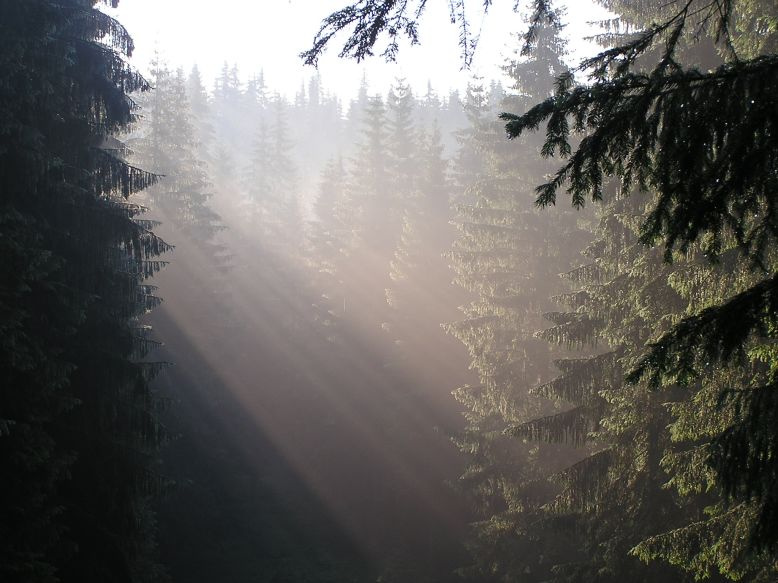 снова утро утро туман