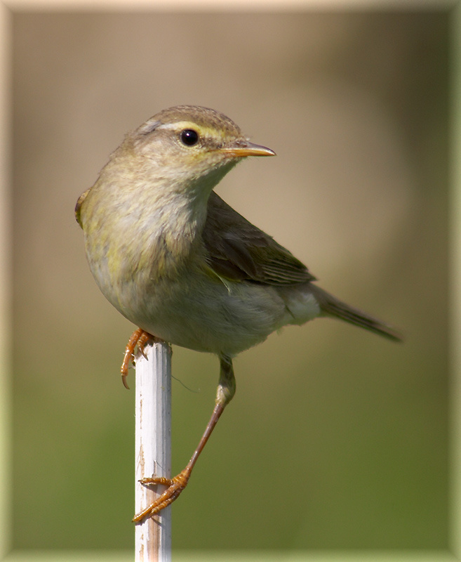Нежной шейки изгиб птицы пеночка пеночка-весничка warbler phylloscopus trochilus