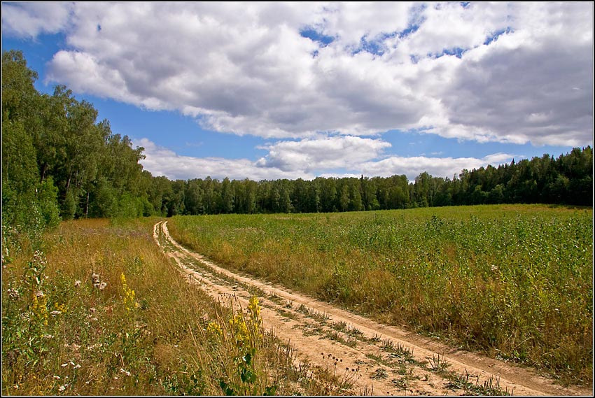 Летняя лес, дорога, лето