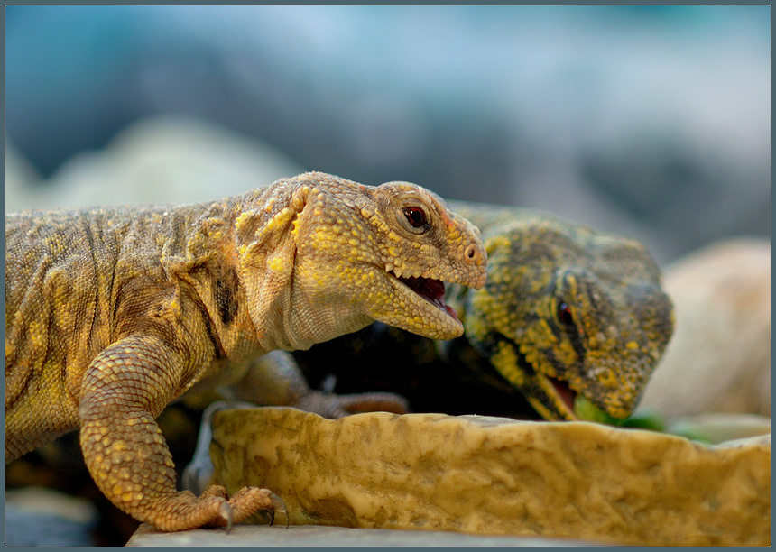 Едоки горошка: Реди и Мастигур сахарский шипохвост Uromastyx geyri