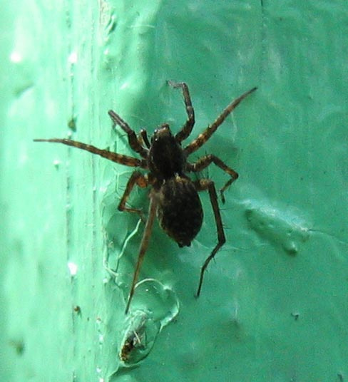 Паук 