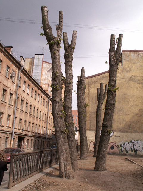 Растения Тополь, город, деревья.
