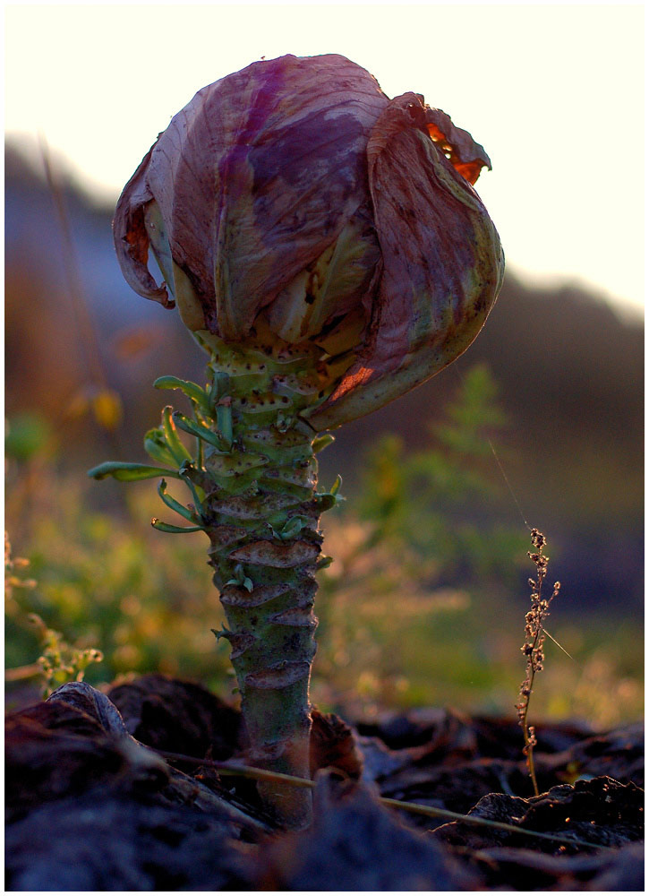 Друзья капуста природа cabbage