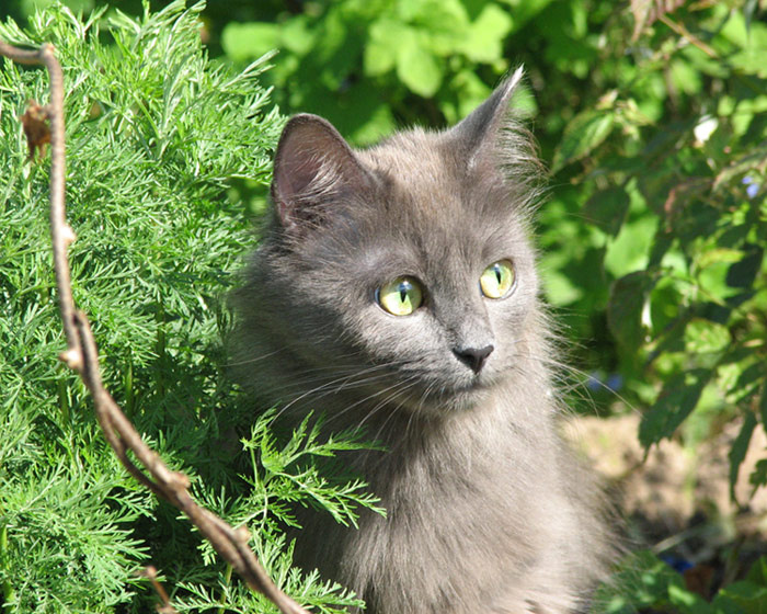 Кошкин портрет кошка солнце лето