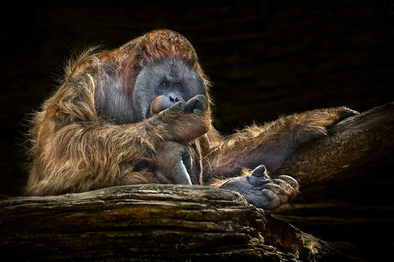 Pongo pygmaeus Зоопарк Pongo pygmaeus