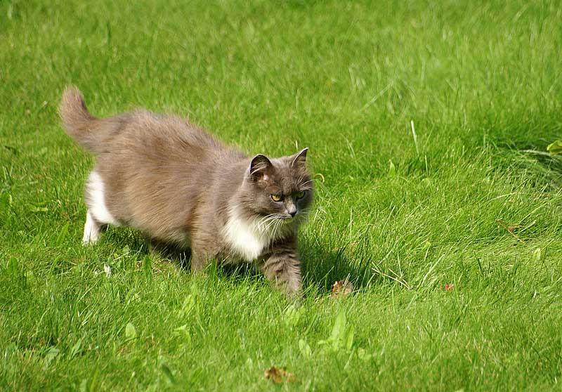 ... кошко