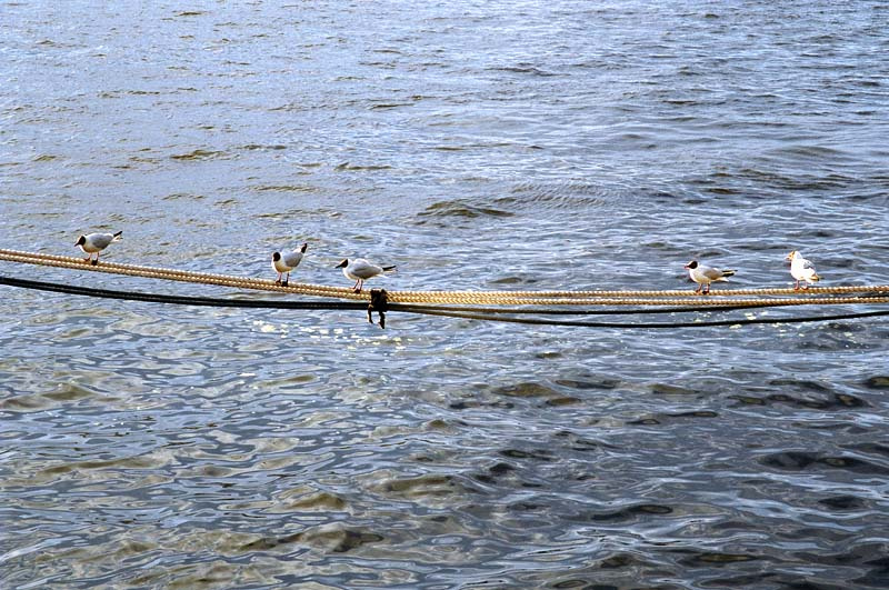Хорошо устроились чайки, вода, канат