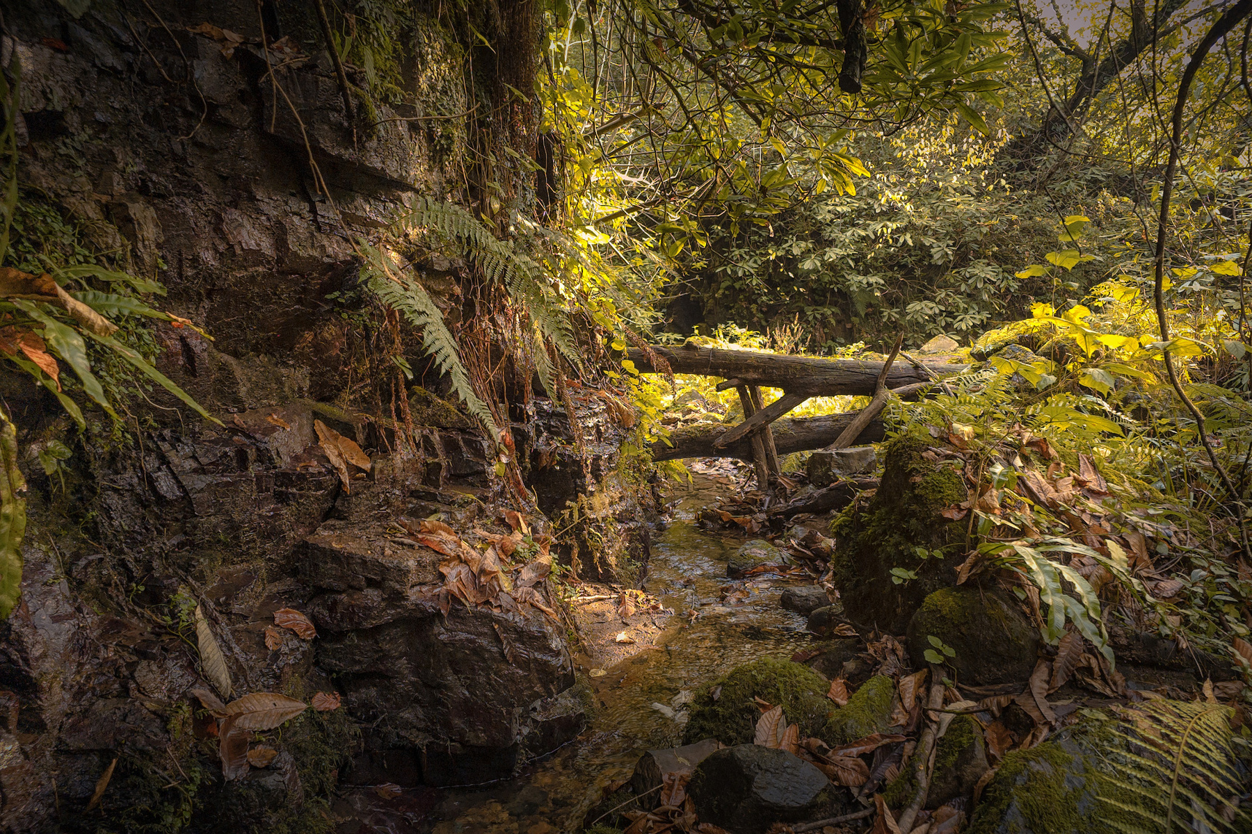 Jungles Of Kapnistavi In Autumn kapnistavi jungle creek plants green trees rocks stones moss water stream nature landscape scenery travel outdoors georgia adjara sakartvelo chizh