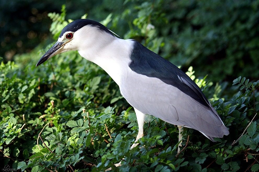 The Night Heron 
