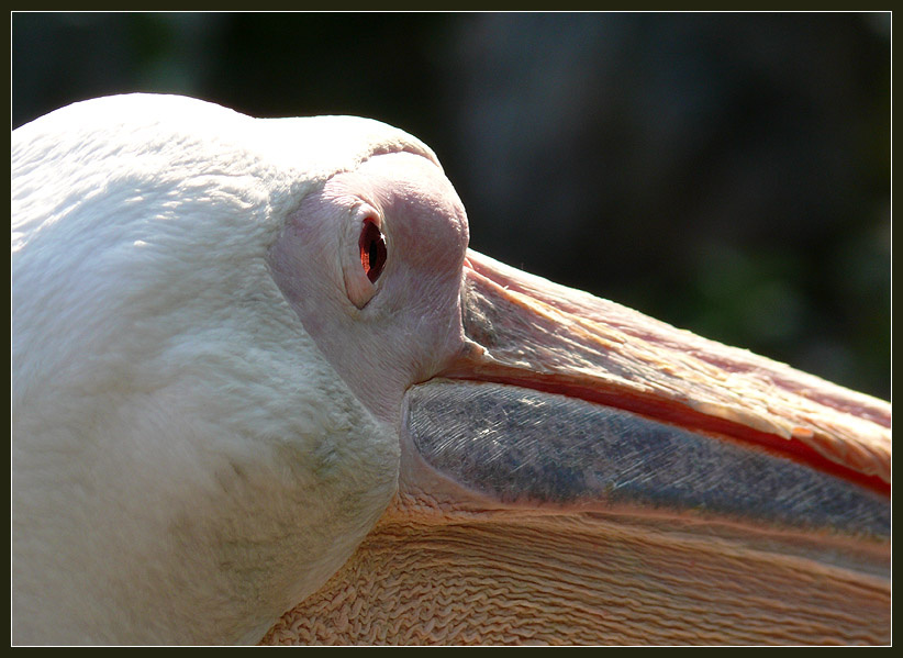 Мысли теснятся в моей голове... Пеликан кудрявый, Pelecanus crispus