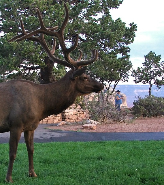  Elk(американский олень)- (Cervus elaphus) американский олень