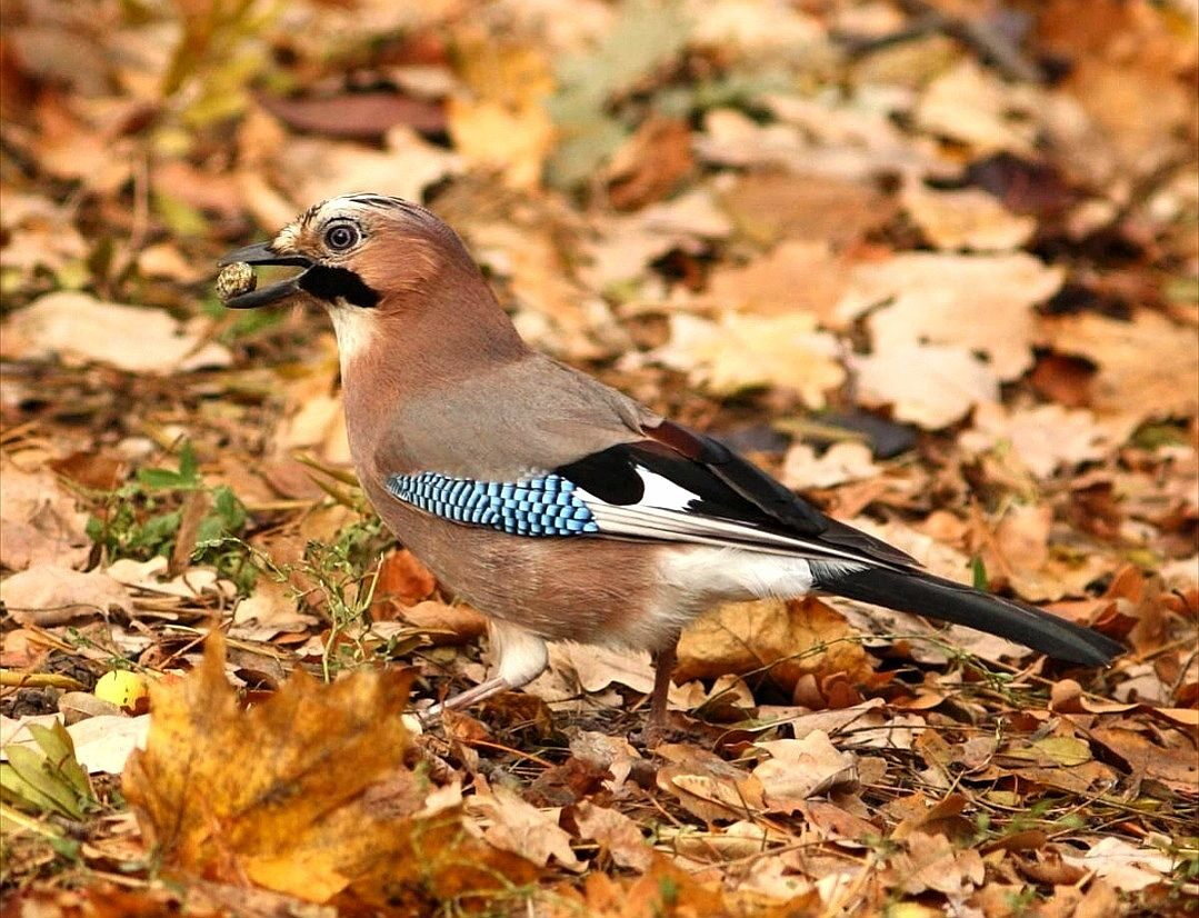 СОЙКА. птицы фотоохота природа осень сойка