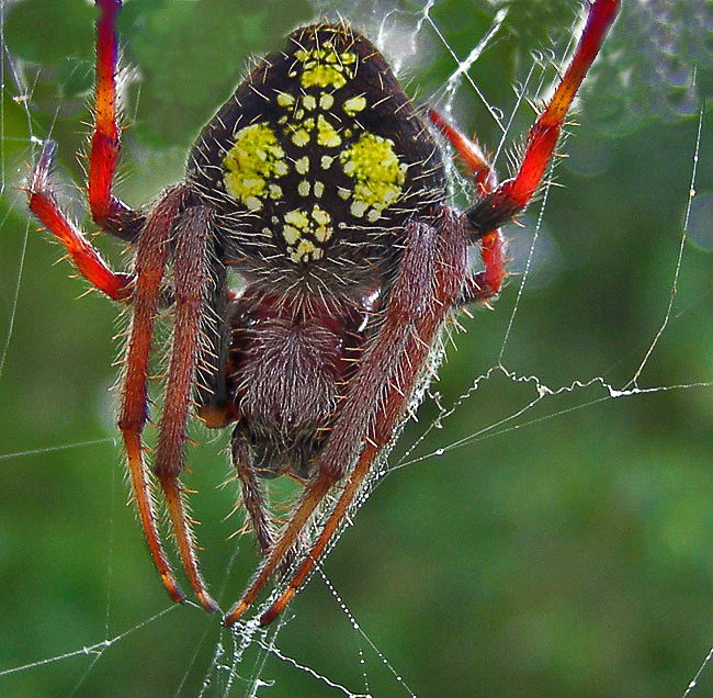 В ласковые сети tropical orbweaver West Mexico