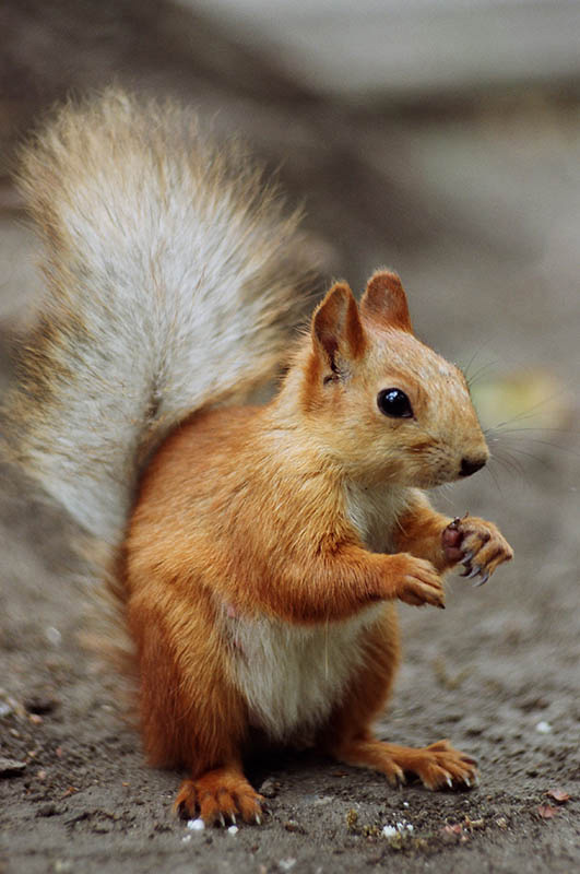 Беличья сущность белка Sciurus vulgaris Red Squirrel