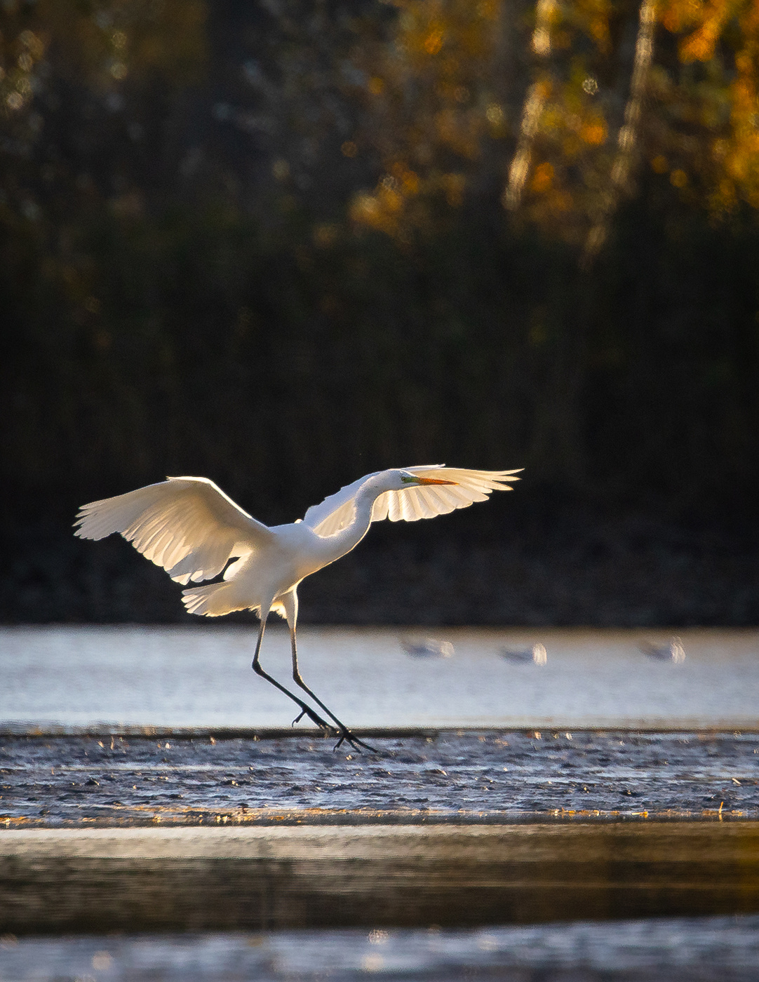 Heron 