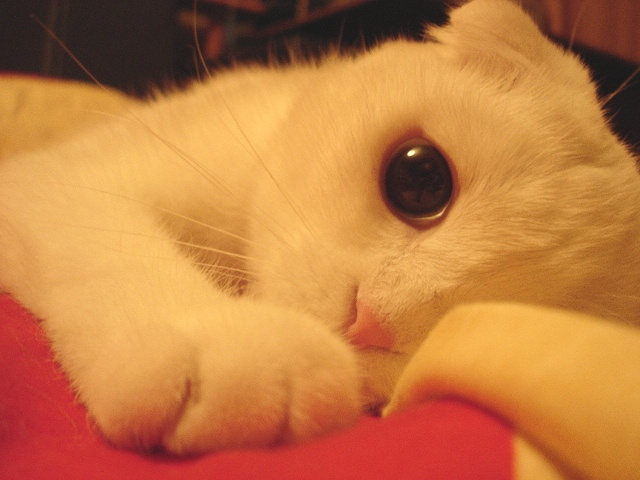 спокойной ночи кошка животные