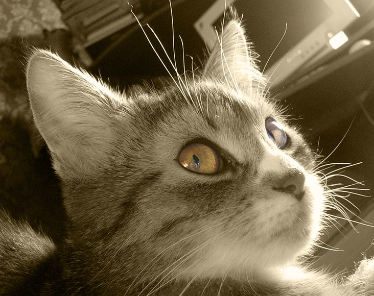 *** Кошка солнце