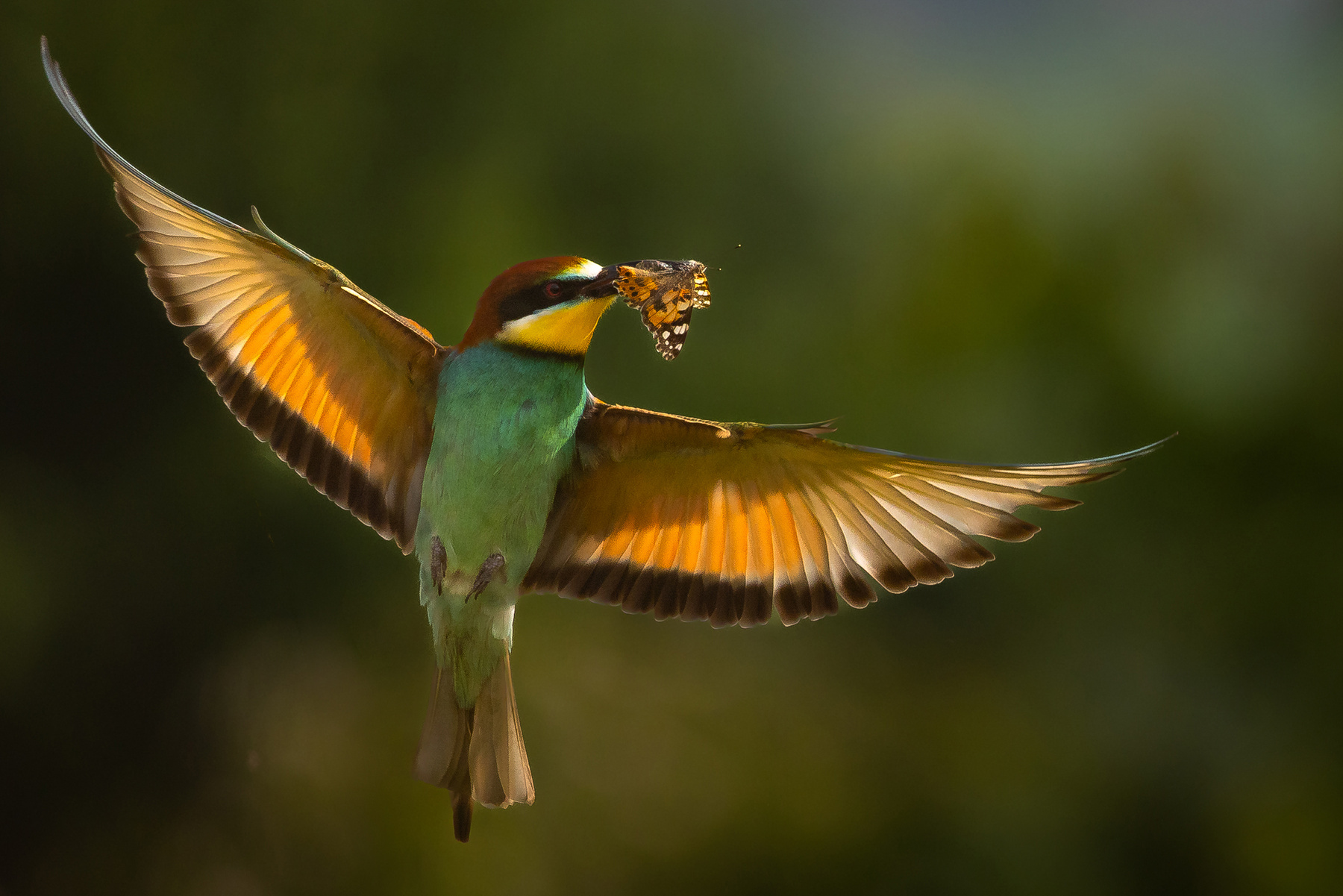 Bee-eater 