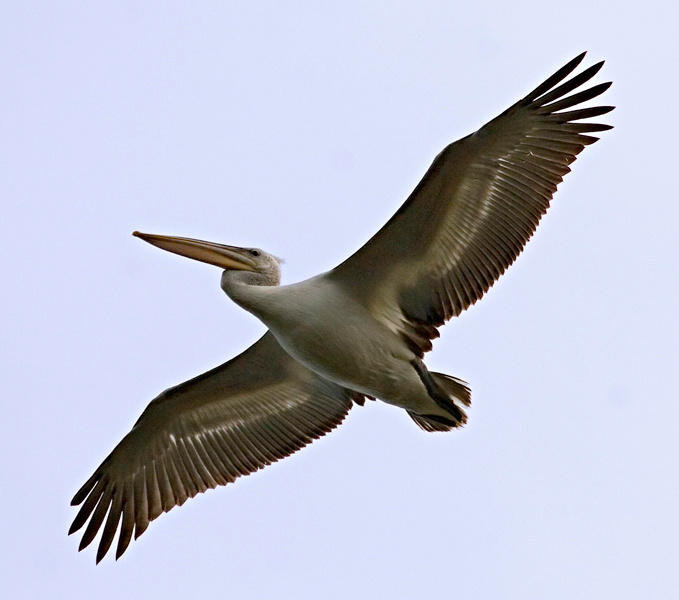 Внимание, тяжелый бомбардировщик! Кудрявый пеликан (Pelecanus crispus)