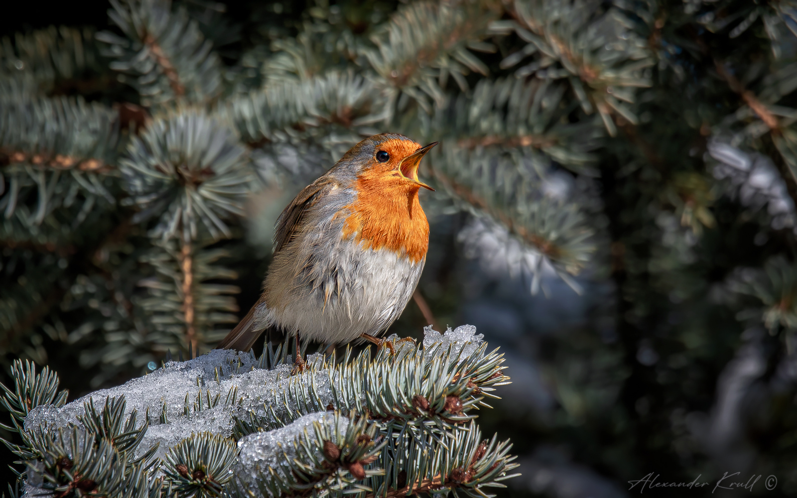 Зимняя песенка зарянка малиновка erithacus rubecula
