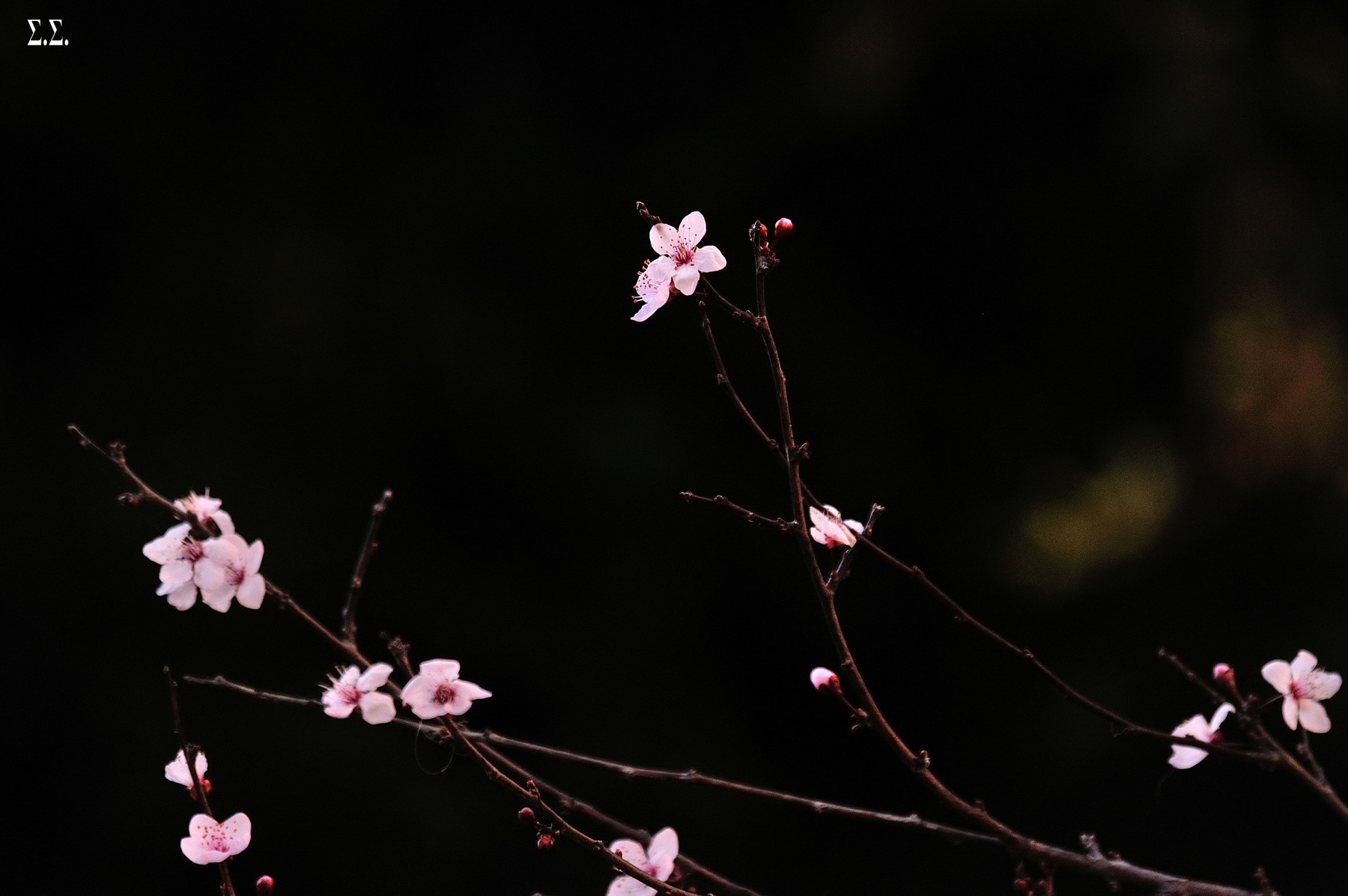 WAITING FOR SPRING 