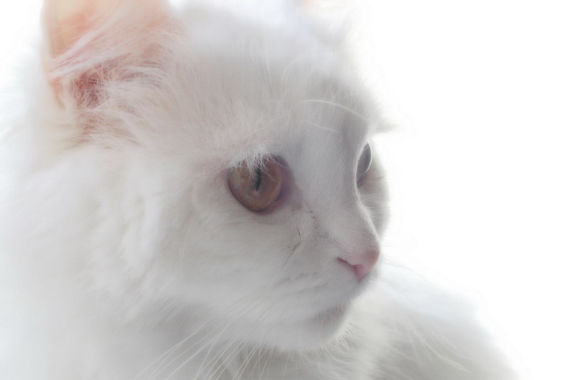 Задумчивость кошки, кошка