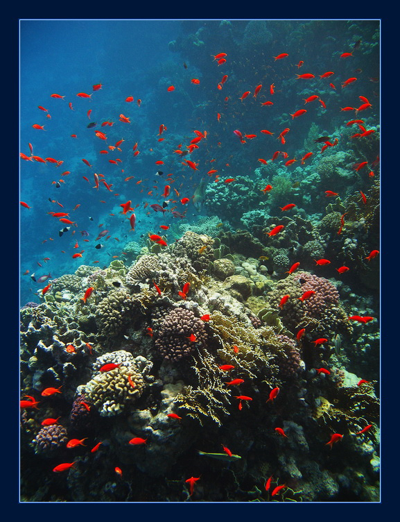 Fish in red. 