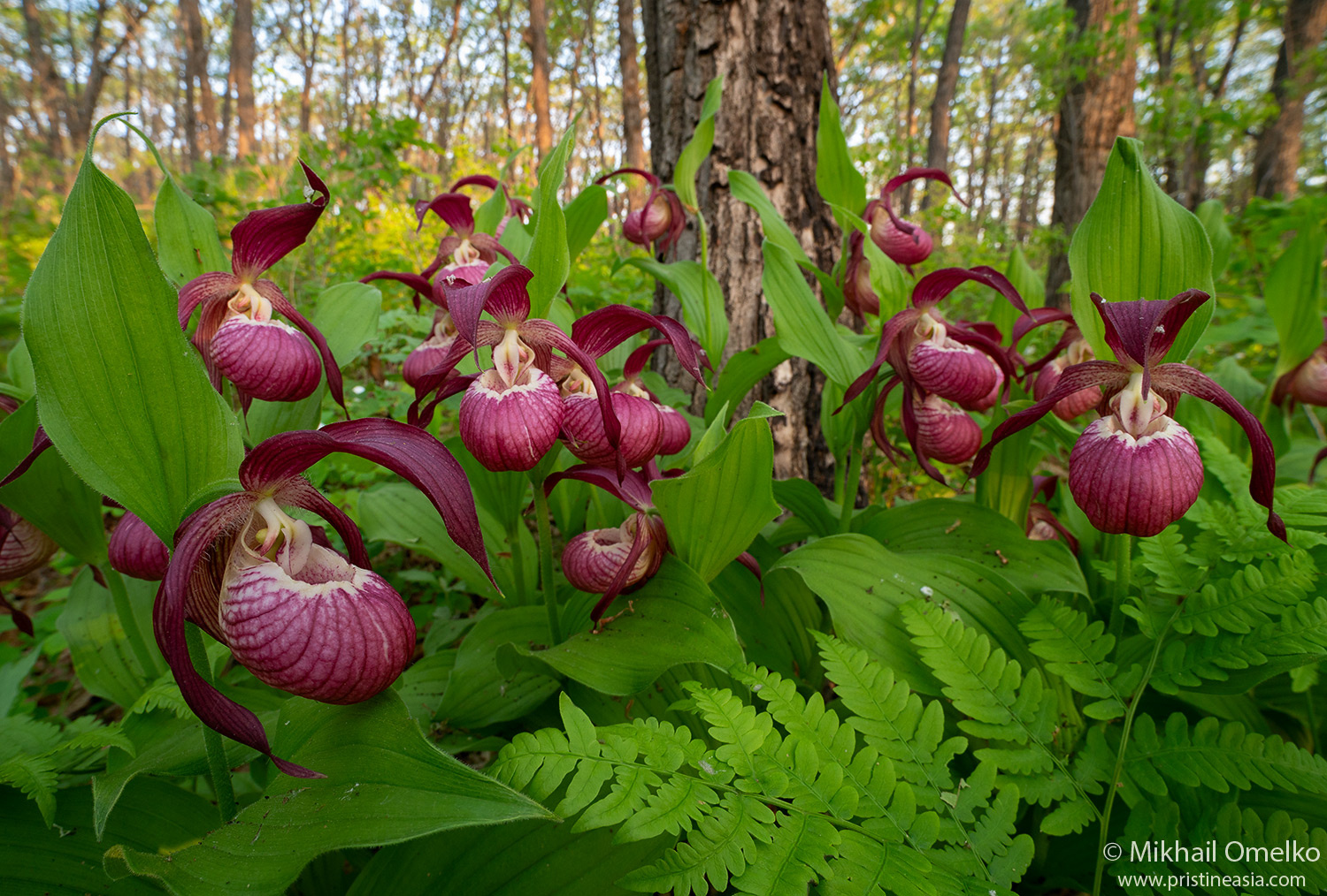 Cypripedium macranthos растение башмачок Cypripedium Приморье