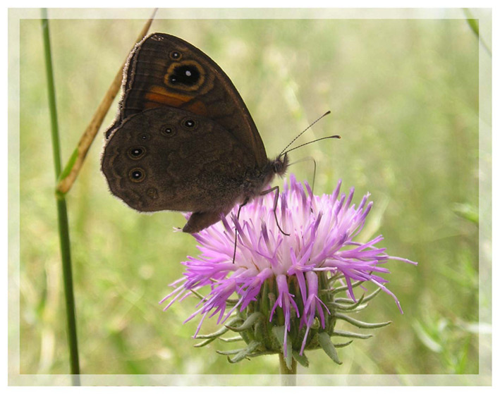 Butterfly Бабочка, насекомое, макро