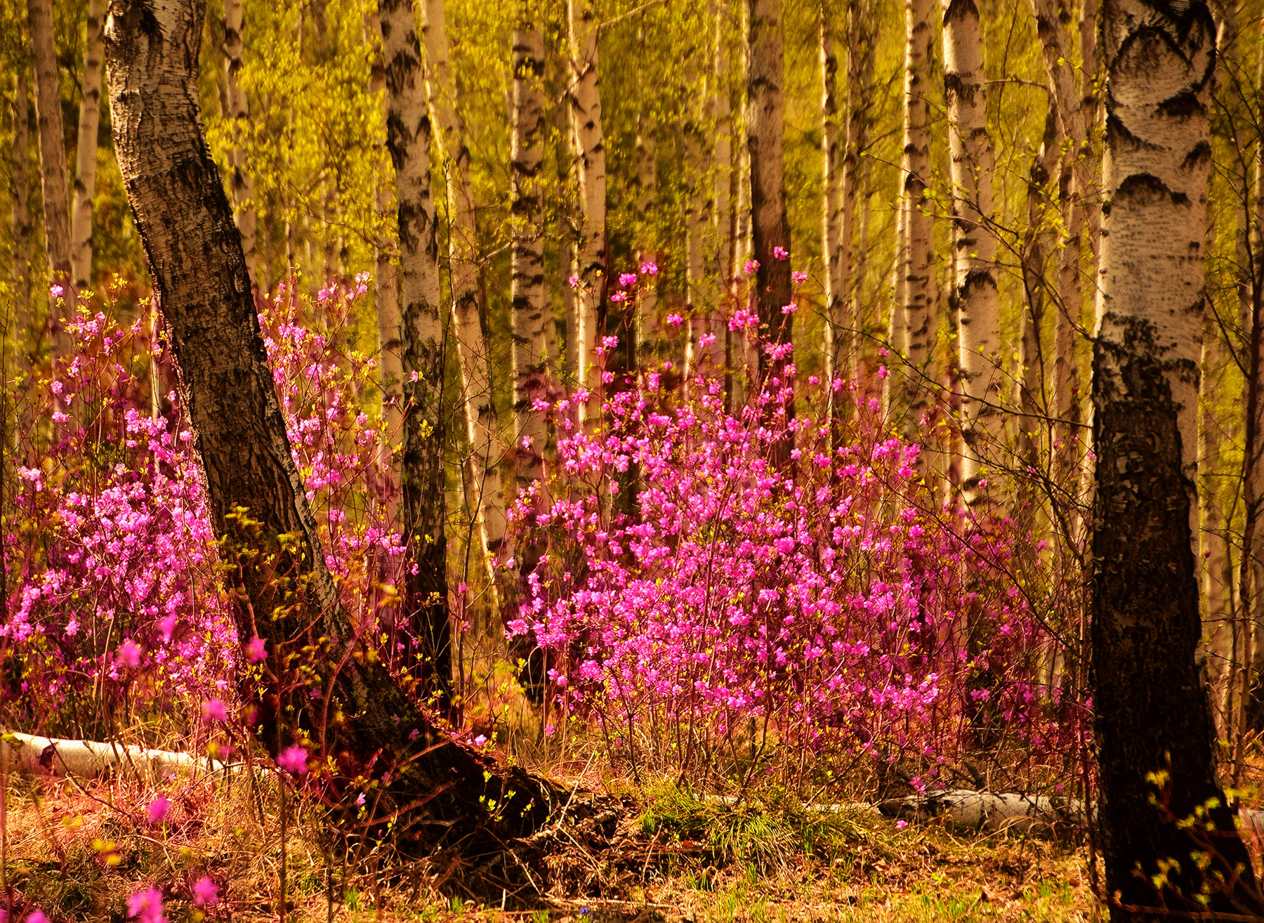 Багульник цветет 