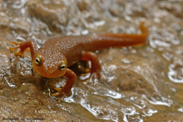 Калифорнийский тритон тритон newt