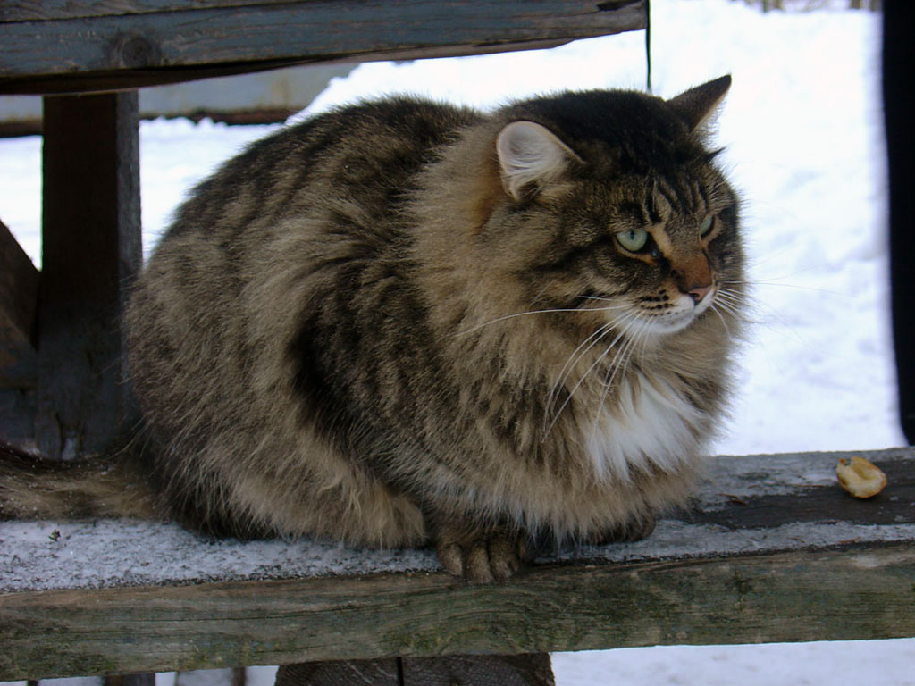 Большое чудо и корочка хлеба! кошка зима корочка хлеба