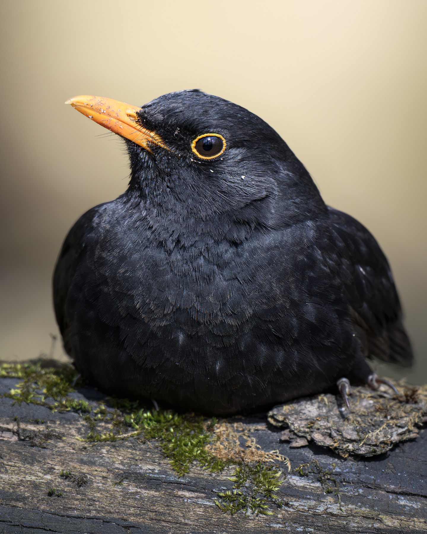 Чёрный дрозд (Turdus merula) 