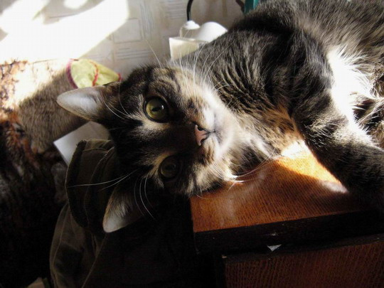 любимец кот