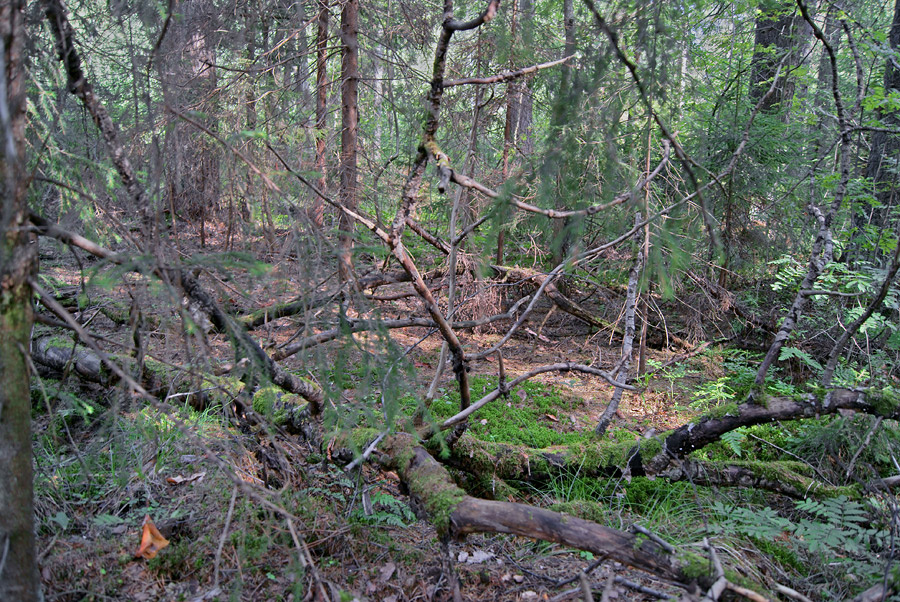 Бурелом (5) 