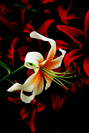 Flower Flower