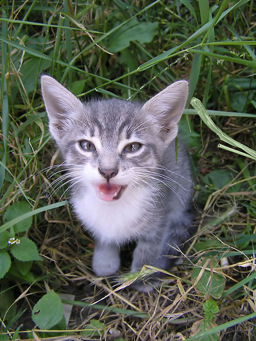 Плачущий тигр. кошка, котенок