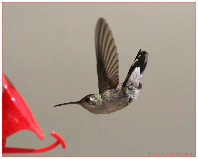 На посадку. Colibri Humming-bird Mexico Колибри
