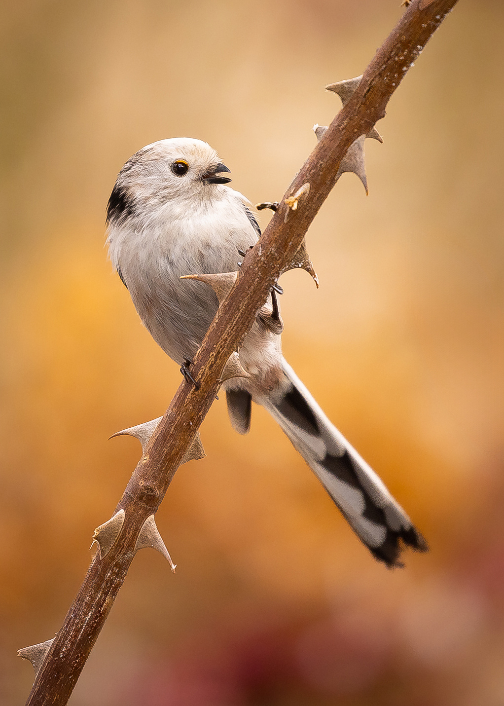 Long-tailed Ti 