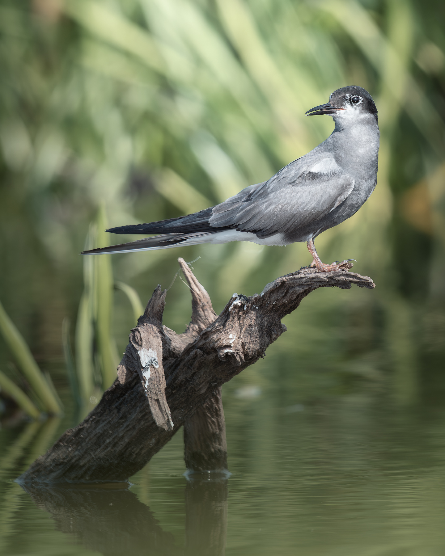 Чёрная крачка (Chlidonias niger) 