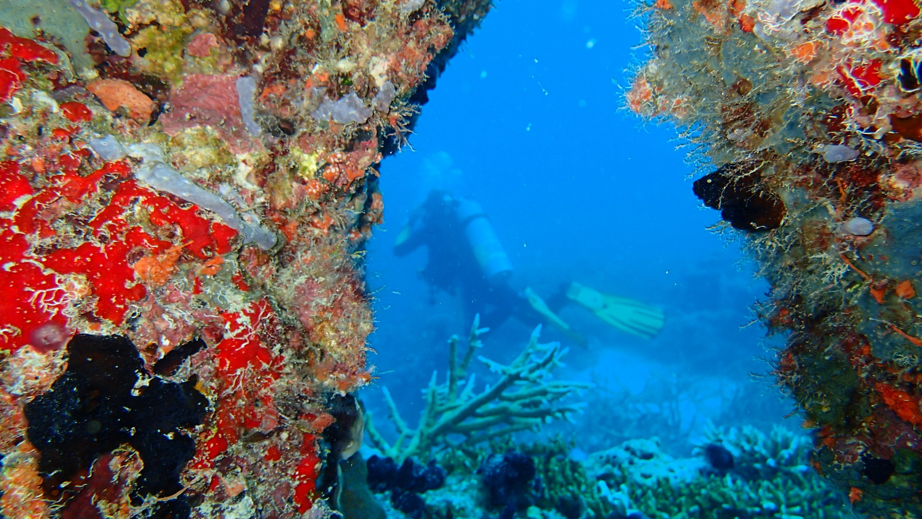 Дайвер подводное мальдивы кораллы underwater maldives coral
