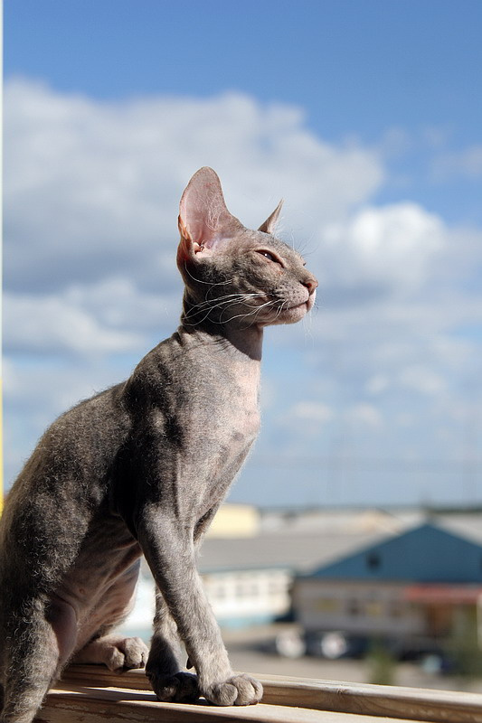 сфинкс кот кошка сфинкс