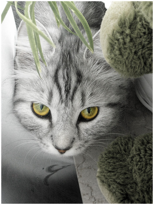 кошка сибирская кошка наглая рожа