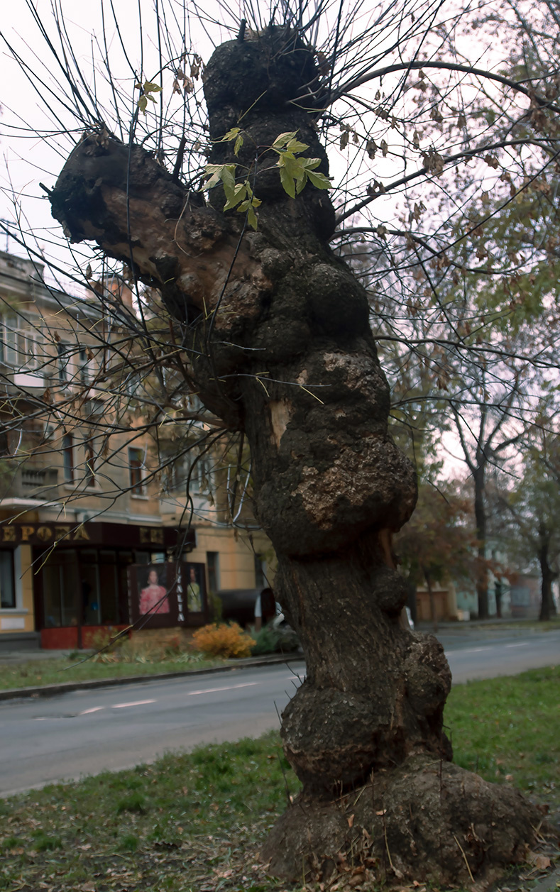 Причуды природы -2.. 