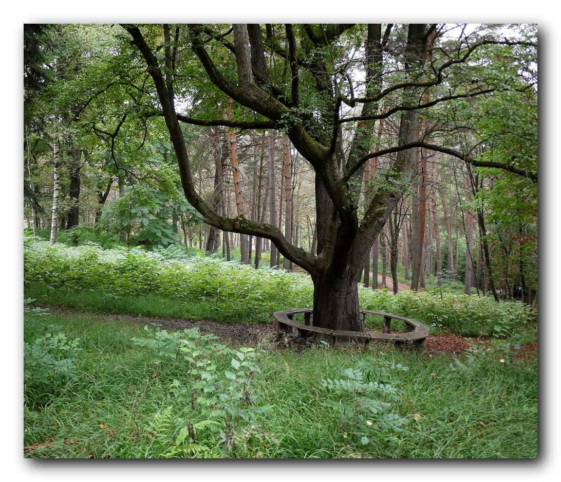 В весеннем  парке 